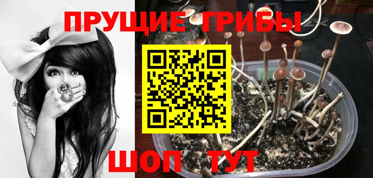 Псилоцибиновые грибы Psilocybine cubensis  Вход с VPN  Сорочинск 